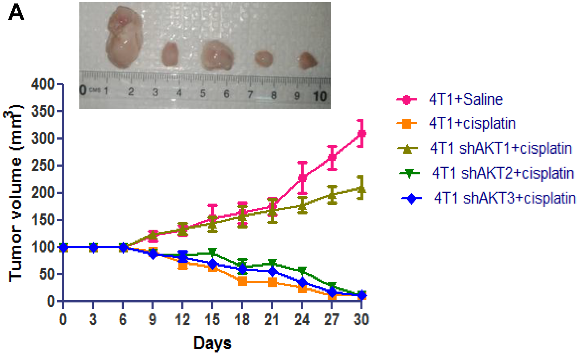 Figure 8: Down-regulation of AKT2 decreases tumorigenic capacity