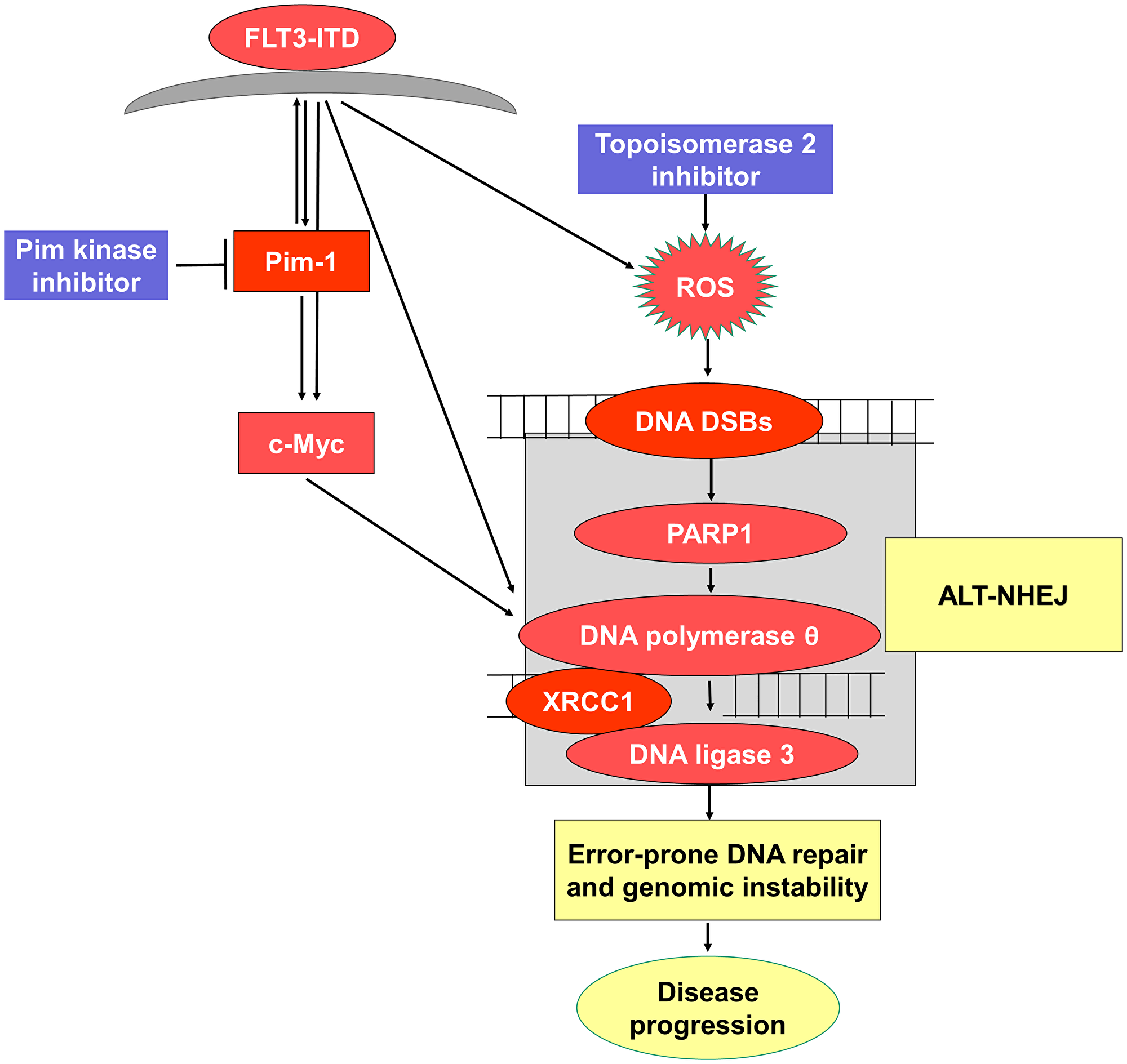 Figure 7: Schematic representation of proposed pathway.