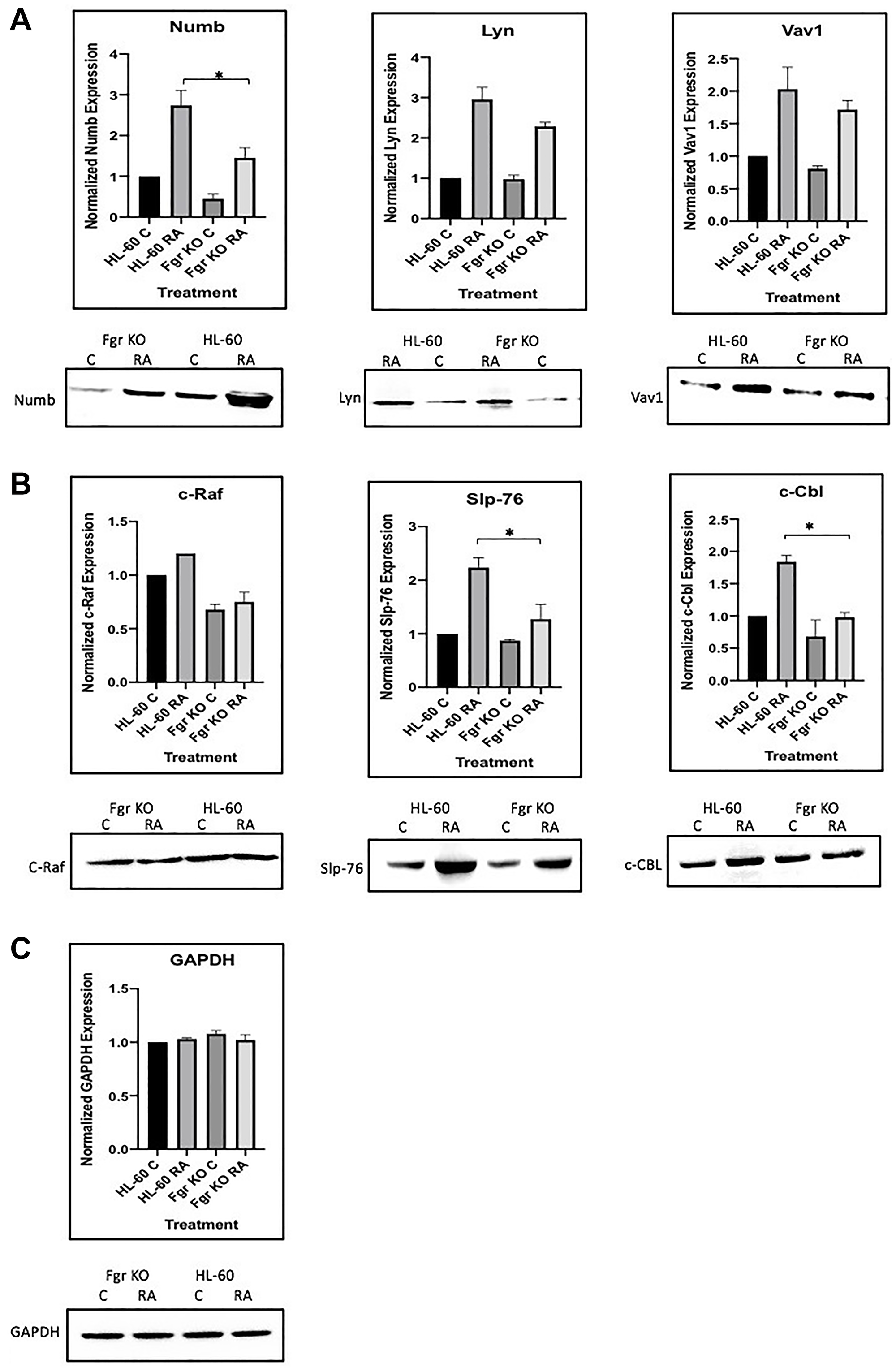 Figure 13: Regulation of &ldquo;spine&rdquo; molecules in HL-60 wt versus Fgr KO cells by RA.