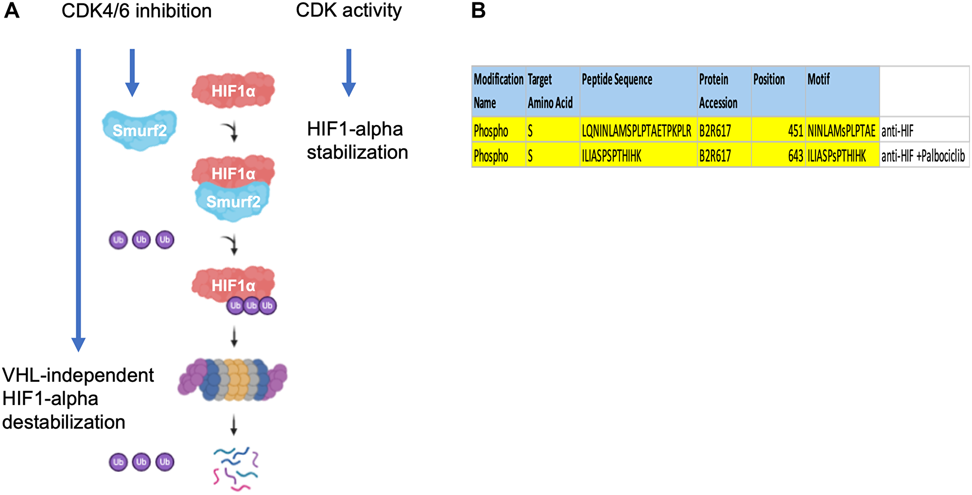 Figure 8: Proposed model of Smurf2-mediated HIF-1&alpha; regulation.