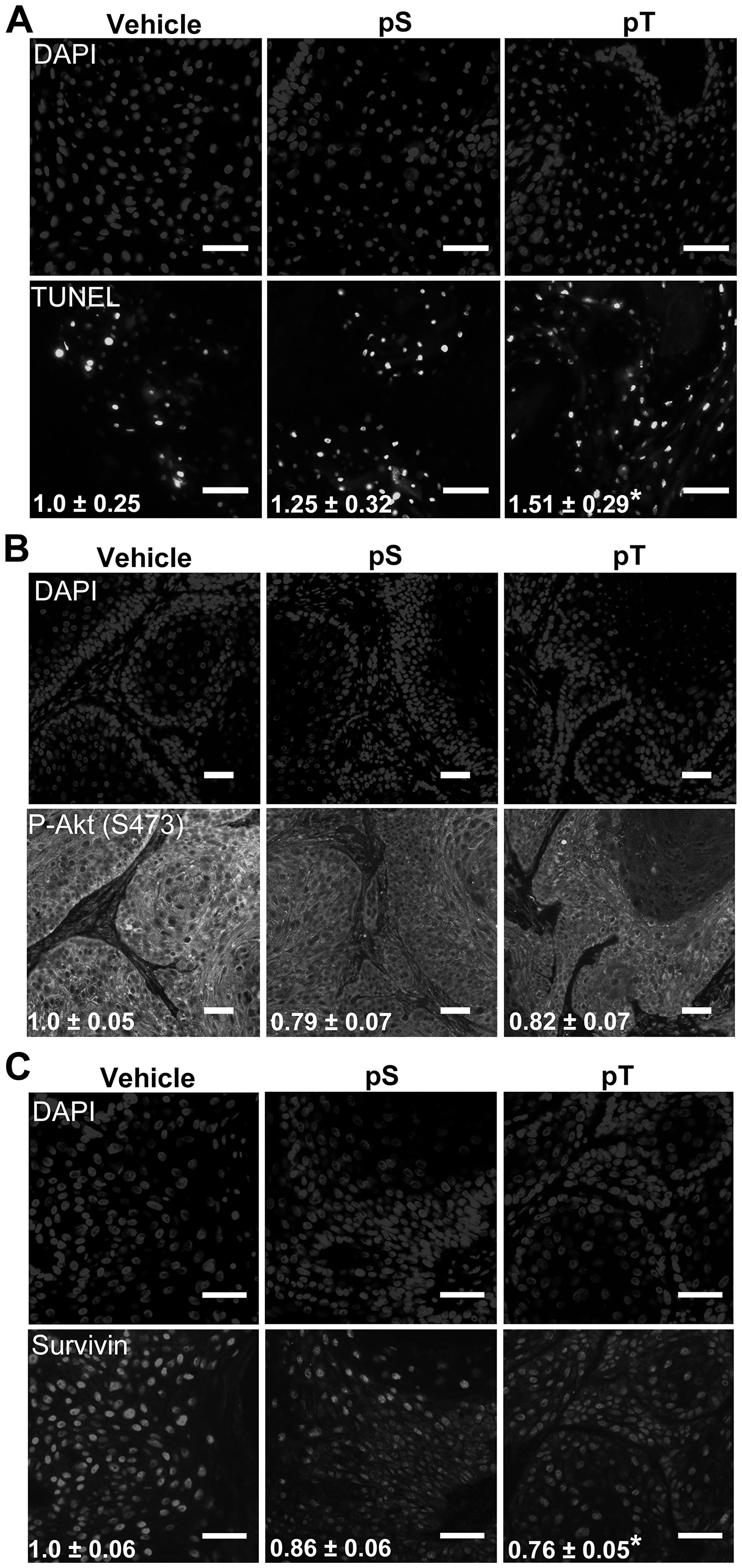 Figure 5: Targeting 14-3-3&epsilon;-CDC25A binding increases apoptosis  in vivo
